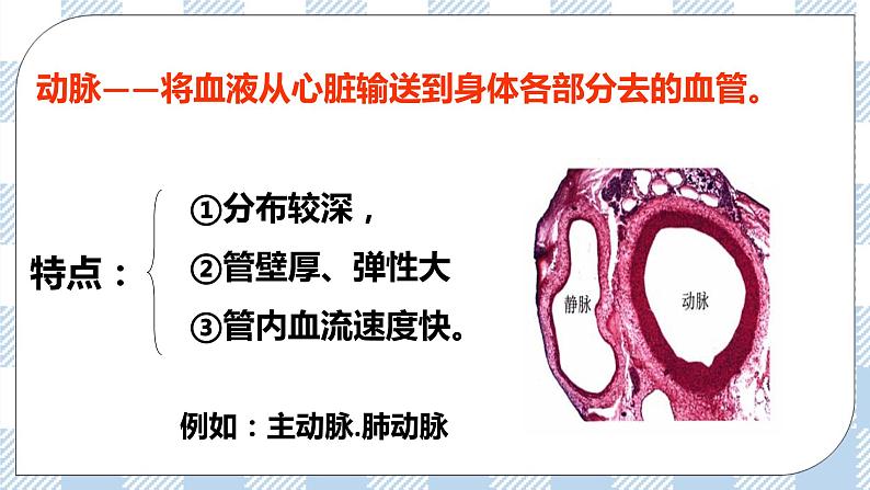 4.9.2血液循环 课件第6页
