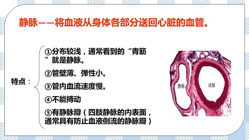 4.9.2血液循环 课件第7页