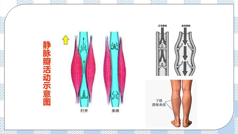 4.9.2血液循环 课件第8页