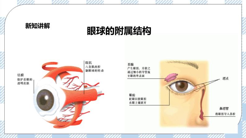 4.12.2感受器和感觉器官 课件+同步练习+视频05