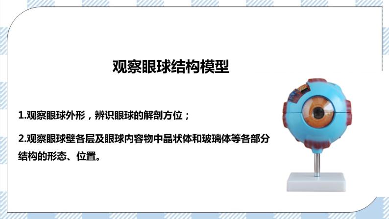 4.12.2感受器和感觉器官 课件+同步练习+视频06