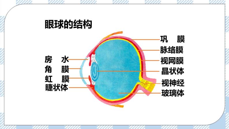 4.12.2感受器和感觉器官 课件+同步练习+视频07