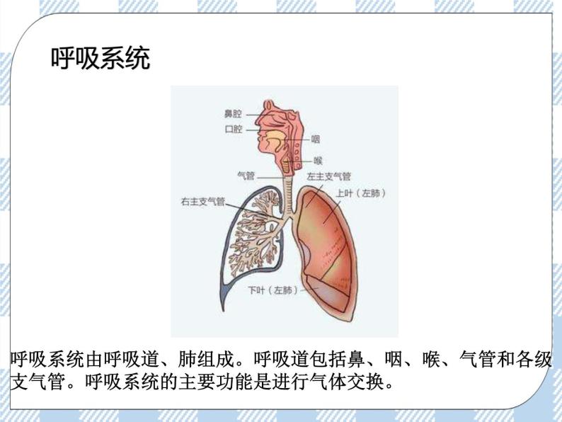 4.8.3人体概述 课件+素材+练习08