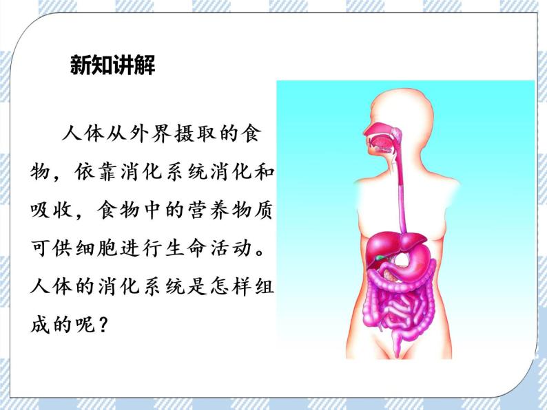 4.9.2人体的消化与吸收 课件+视频+练习04