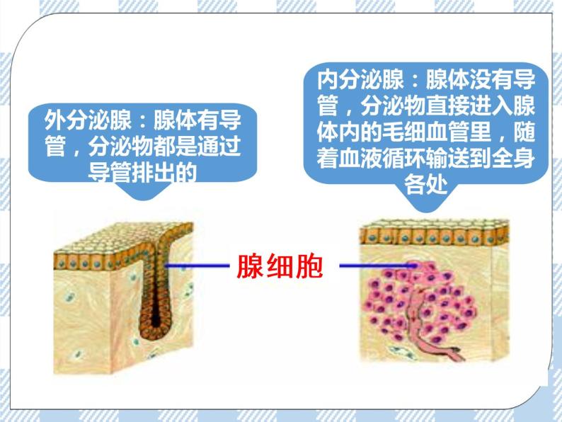 4.12.1人体的激素调节 课件+视频+练习05