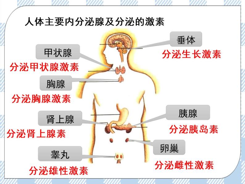 4.12.1人体的激素调节 课件+视频+练习08