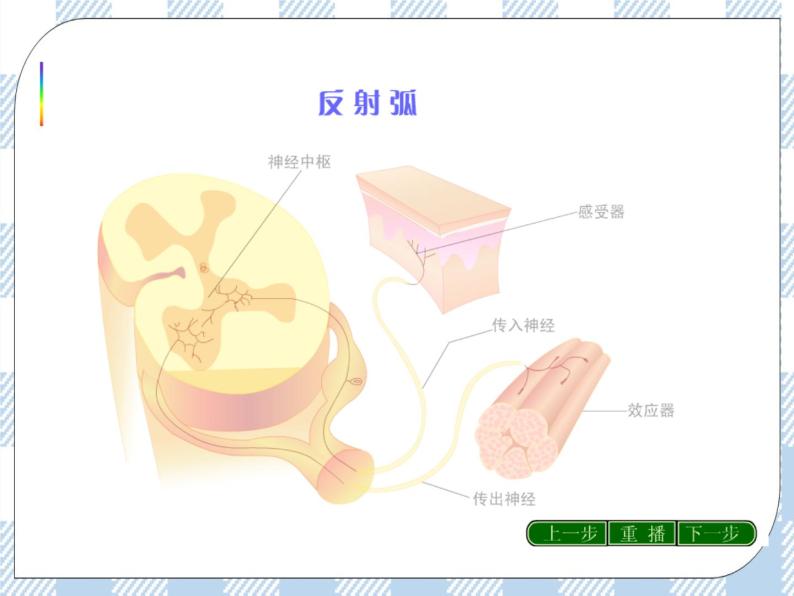 4.12.2人体的神经调节第2课时 课件+视频+练习08