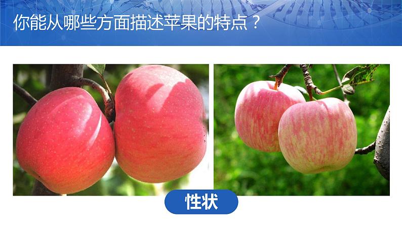 第一节 基因控制生物的性状课件PPT第3页