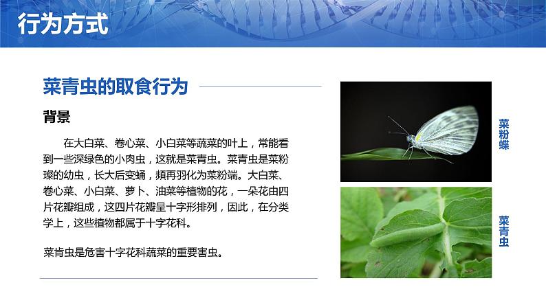 第一节 基因控制生物的性状课件PPT第6页
