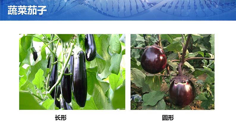 第一节 基因控制生物的性状课件PPT第8页