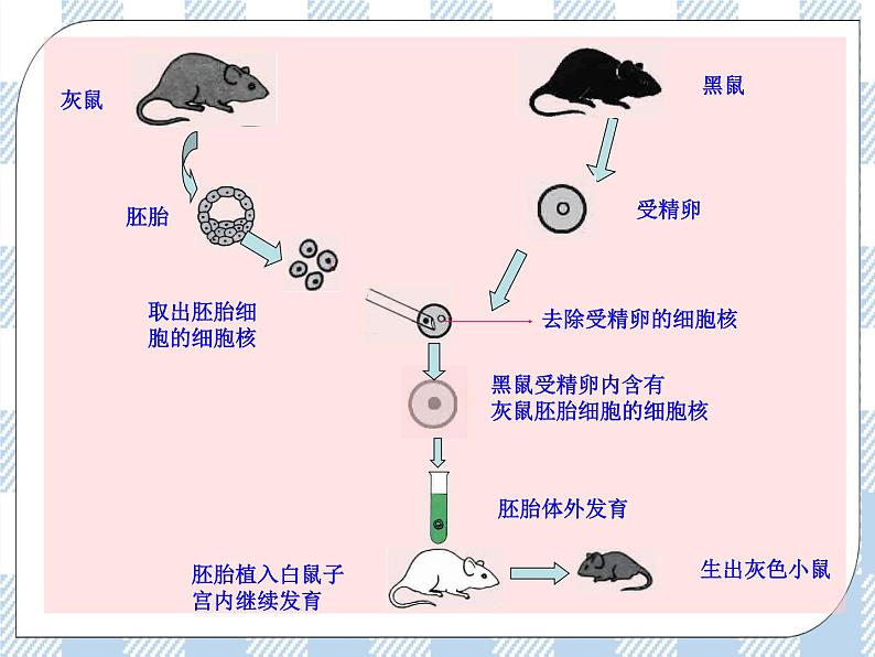 22.1DNA是主要的遗传物质 课件08