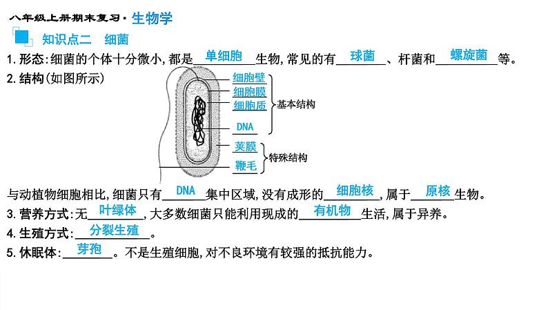 专题17 细菌、真菌和病毒课件PPT第5页
