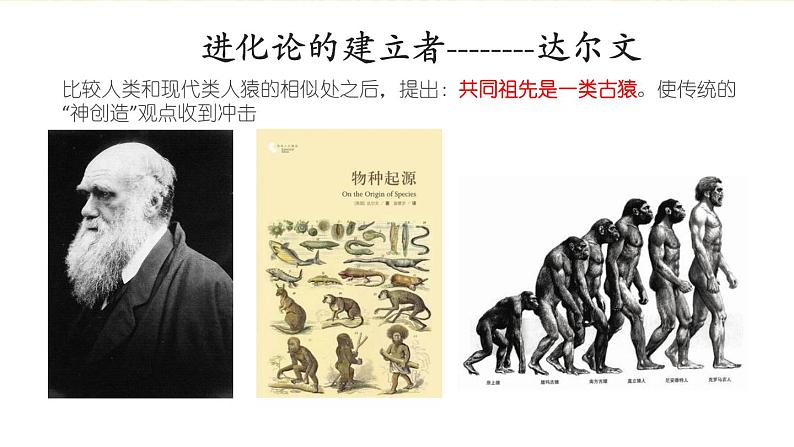 2012年人教版七年级下册《人类的起源和发展》PPT课件第3页