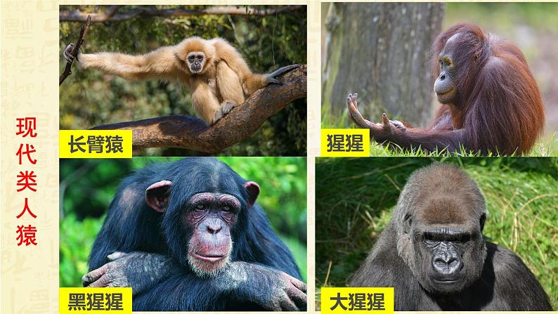 2012年人教版七年级下册《人类的起源和发展》PPT课件第4页