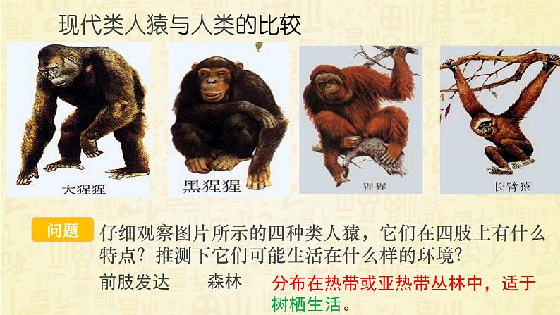 2012年人教版七年级下册《人类的起源和发展》PPT课件第6页