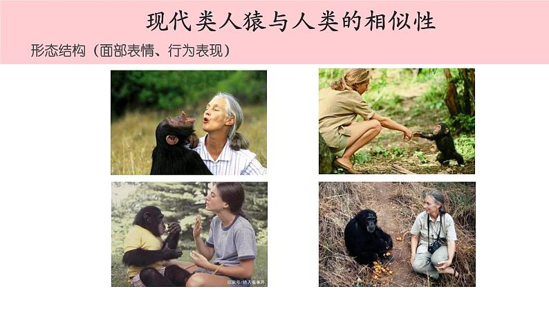 2012年人教版七年级下册《人类的起源和发展》PPT课件第8页