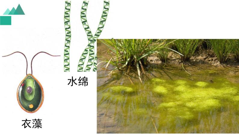 3.1.1藻类、苔藓和蕨类植物课件PPT04
