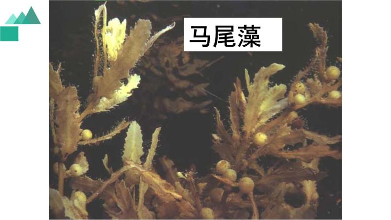 3.1.1藻类、苔藓和蕨类植物课件PPT05