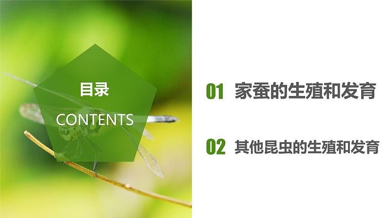 7.1.2 昆虫的生殖和发育(教学课件)-2022-2023学年八年级下册生物同步备课系列(人教版)第2页