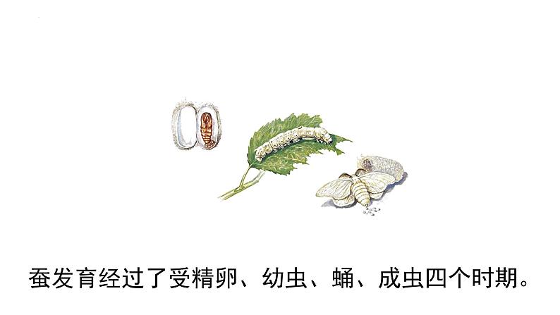 7.1.2 昆虫的生殖和发育(教学课件)-2022-2023学年八年级下册生物同步备课系列(人教版)第6页