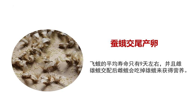 7.1.2 昆虫的生殖和发育(教学课件)-2022-2023学年八年级下册生物同步备课系列(人教版)第7页