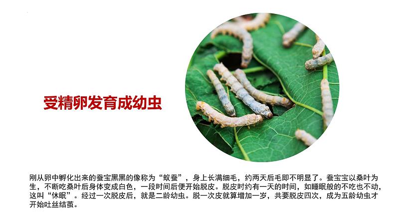 7.1.2 昆虫的生殖和发育(教学课件)-2022-2023学年八年级下册生物同步备课系列(人教版)第8页