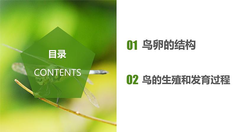 7.1.4 鸟的生殖和发育(教学课件)-2022-2023学年八年级下册生物同步备课系列(人教版)第2页