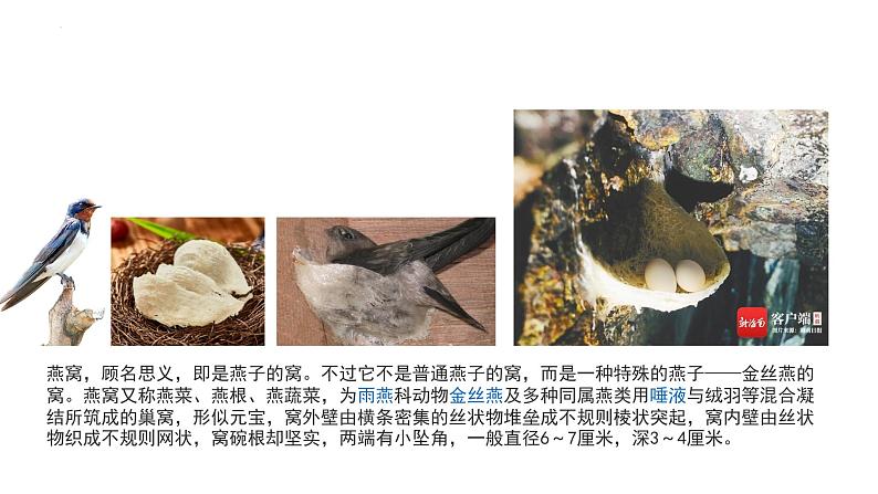 7.1.4 鸟的生殖和发育(教学课件)-2022-2023学年八年级下册生物同步备课系列(人教版)第4页
