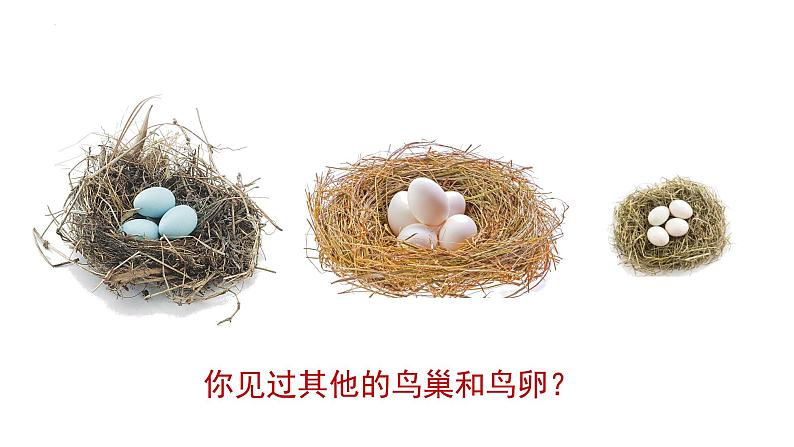 7.1.4 鸟的生殖和发育(教学课件)-2022-2023学年八年级下册生物同步备课系列(人教版)第7页