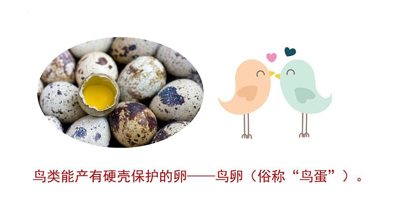 7.1.4 鸟的生殖和发育(教学课件)-2022-2023学年八年级下册生物同步备课系列(人教版)第8页