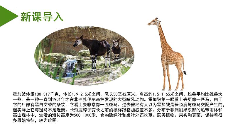 7.3.2 生物进化的历程(课件带教案学案同步作业)2022-2023学年八年级下册生物同步备课系列(人教版)03