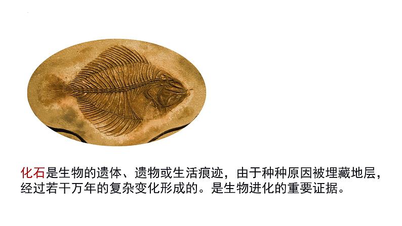 7.3.2 生物进化的历程(课件带教案学案同步作业)2022-2023学年八年级下册生物同步备课系列(人教版)05
