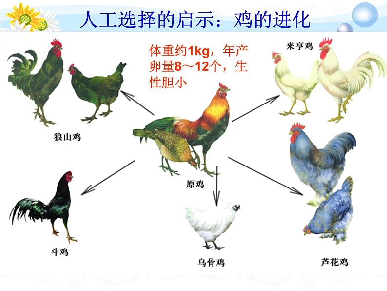 7.3.3 生物进化的原因(课件带教案学案同步作业)2022-2023学年八年级下册生物同步备课系列05