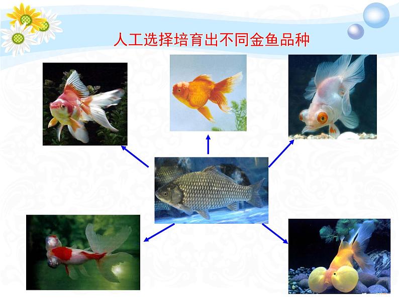 7.3.3 生物进化的原因(课件带教案学案同步作业)2022-2023学年八年级下册生物同步备课系列07