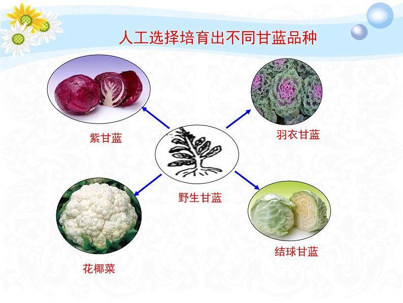 7.3.3 生物进化的原因(课件带教案学案同步作业)2022-2023学年八年级下册生物同步备课系列08