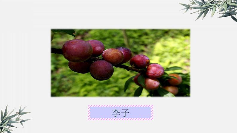 冀少版生物八年级下册 6.1.1被子植物的生殖 课件第6页