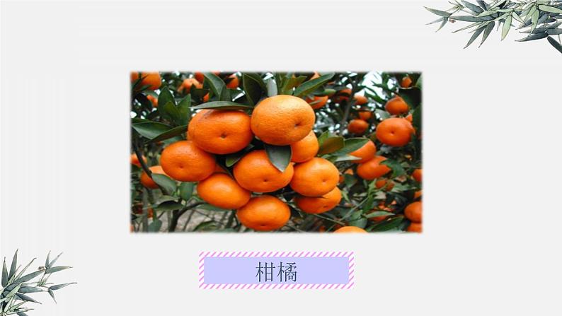 冀少版生物八年级下册 6.1.1被子植物的生殖 课件第7页
