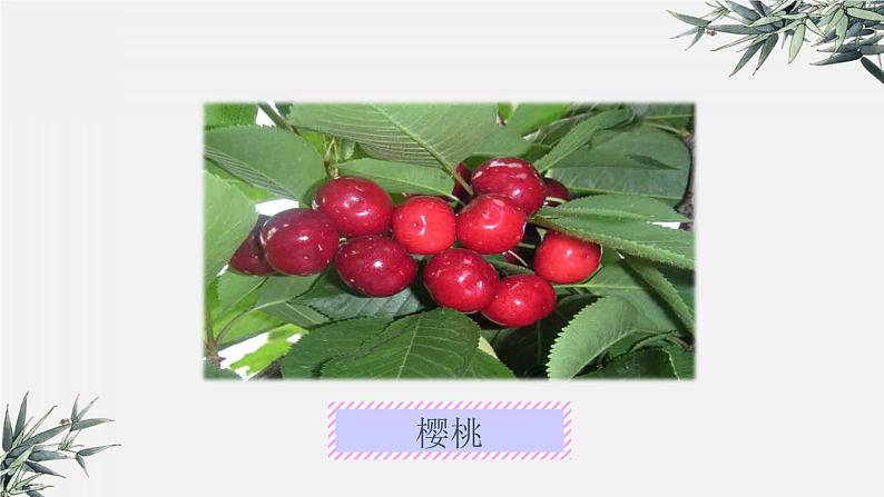 冀少版生物八年级下册 6.1.1被子植物的生殖 课件第8页