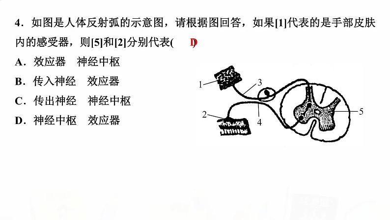 人教版七年级生物下册第三节神经调节的基本方式作业课件第4页