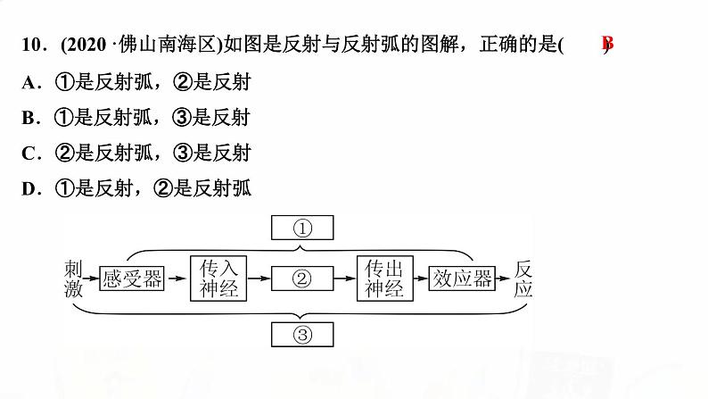 人教版七年级生物下册第三节神经调节的基本方式作业课件第8页