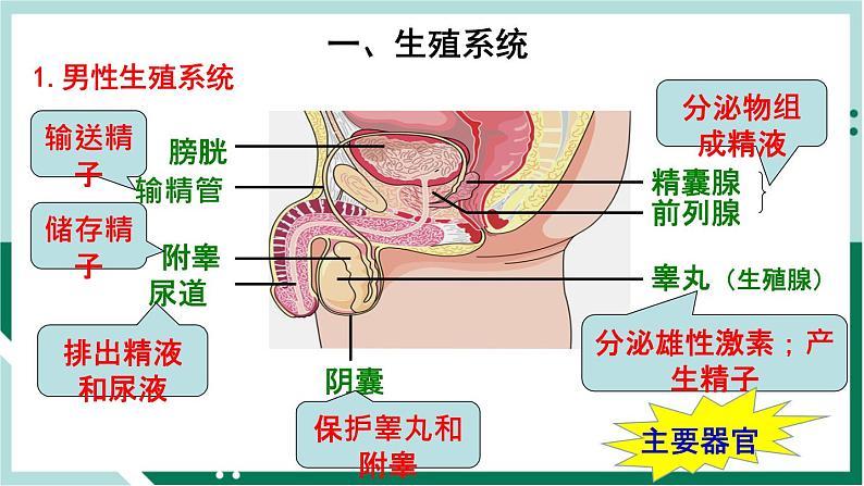 4.1.2 人的生殖(精编课件+练习)精编七年级生物下册同步备课系列(人教版)02