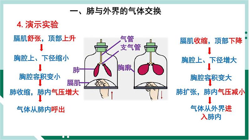 4.3.2 发生在肺内的气体交换(备课件)精编七年级生物下册同步备课系列(人教版)第5页