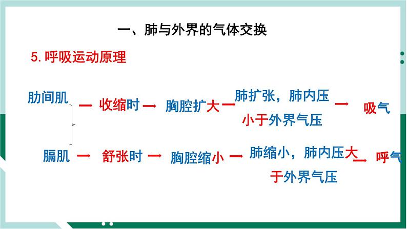4.3.2 发生在肺内的气体交换(备课件)精编七年级生物下册同步备课系列(人教版)第6页