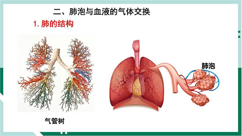 4.3.2 发生在肺内的气体交换(备课件)精编七年级生物下册同步备课系列(人教版)第8页