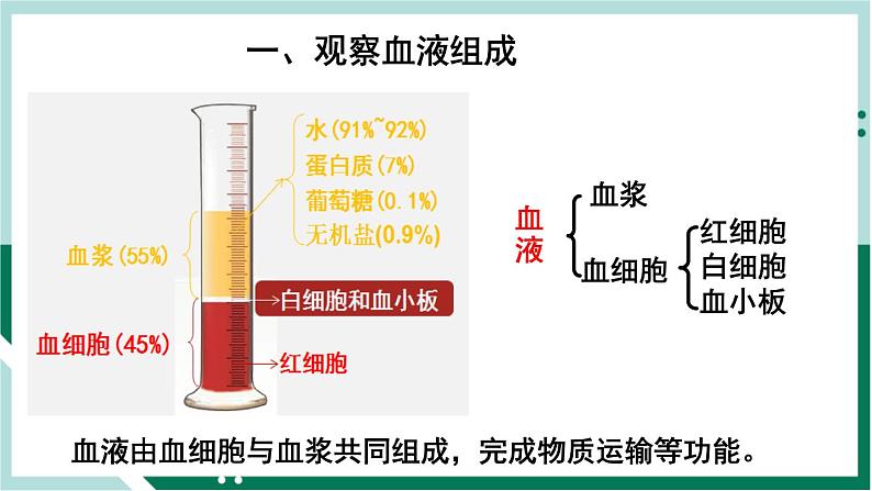 4.4.1 流动的组织—血液(精编课件+练习)精编七年级生物下册同步备课系列(人教版)04