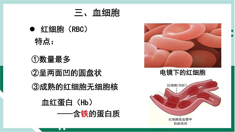 4.4.1 流动的组织—血液(精编课件+练习)精编七年级生物下册同步备课系列(人教版)07