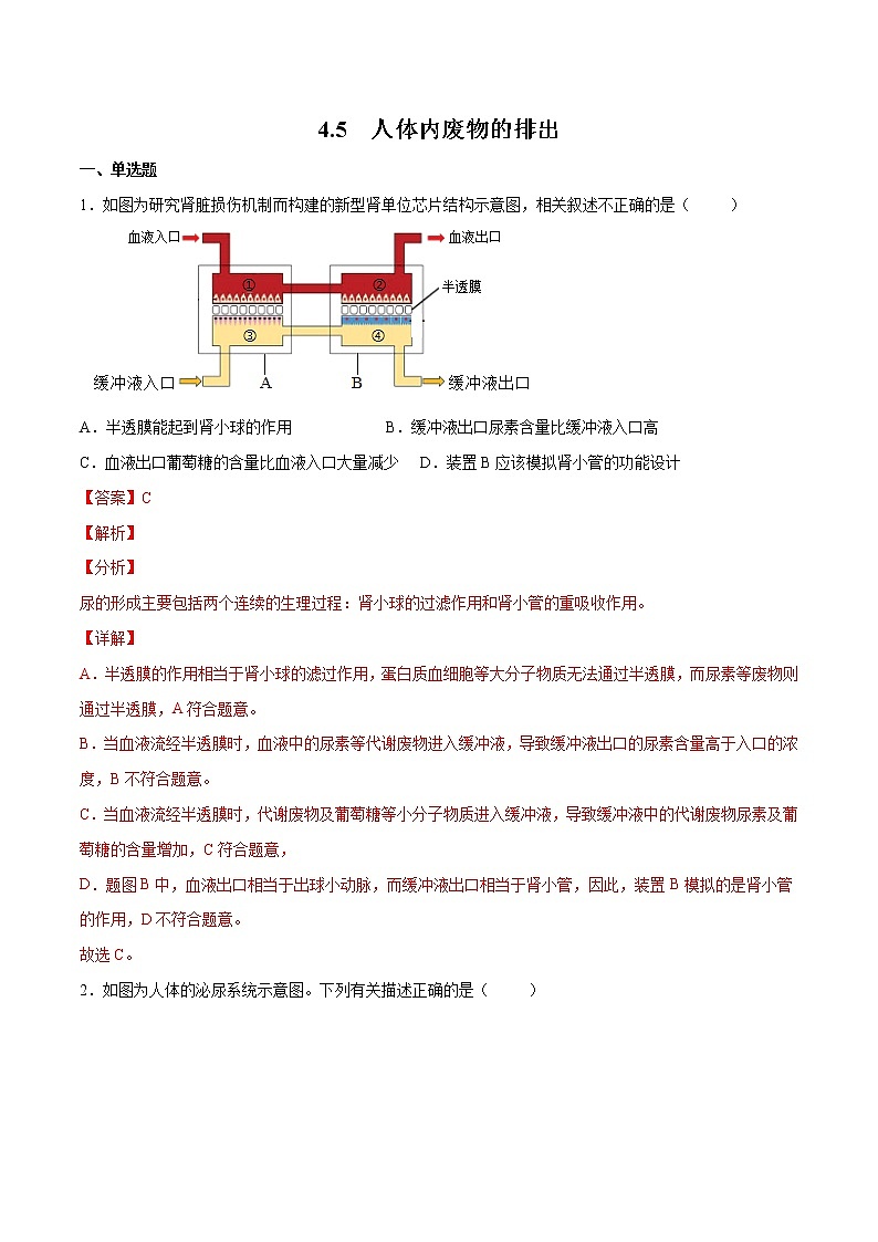 4.5 人体内废物的排出(精编课件+练习)精编七年级生物下册同步备课系列(人教版)01