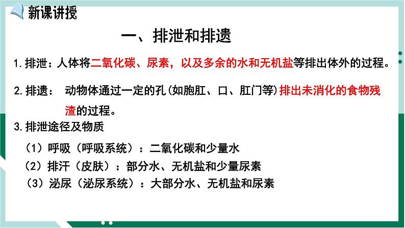 4.5 人体内废物的排出(精编课件+练习)精编七年级生物下册同步备课系列(人教版)02