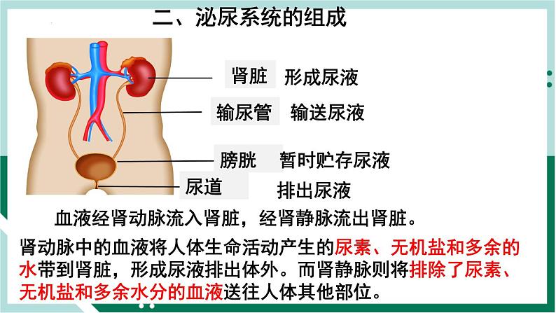 4.5 人体内废物的排出(精编课件+练习)精编七年级生物下册同步备课系列(人教版)03