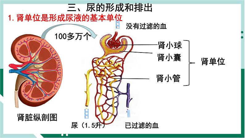 4.5 人体内废物的排出(精编课件+练习)精编七年级生物下册同步备课系列(人教版)04